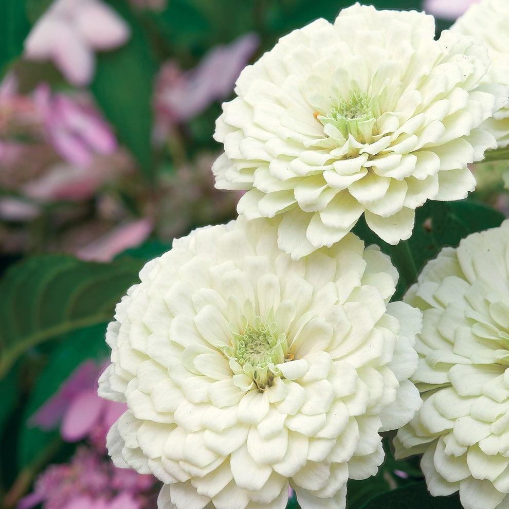 Zinnia Giant Double White – 20+ Seeds-Moji Mall