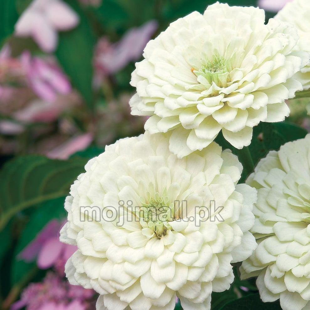 Zinnia Giant Double White – 20+ Seeds-Moji Mall