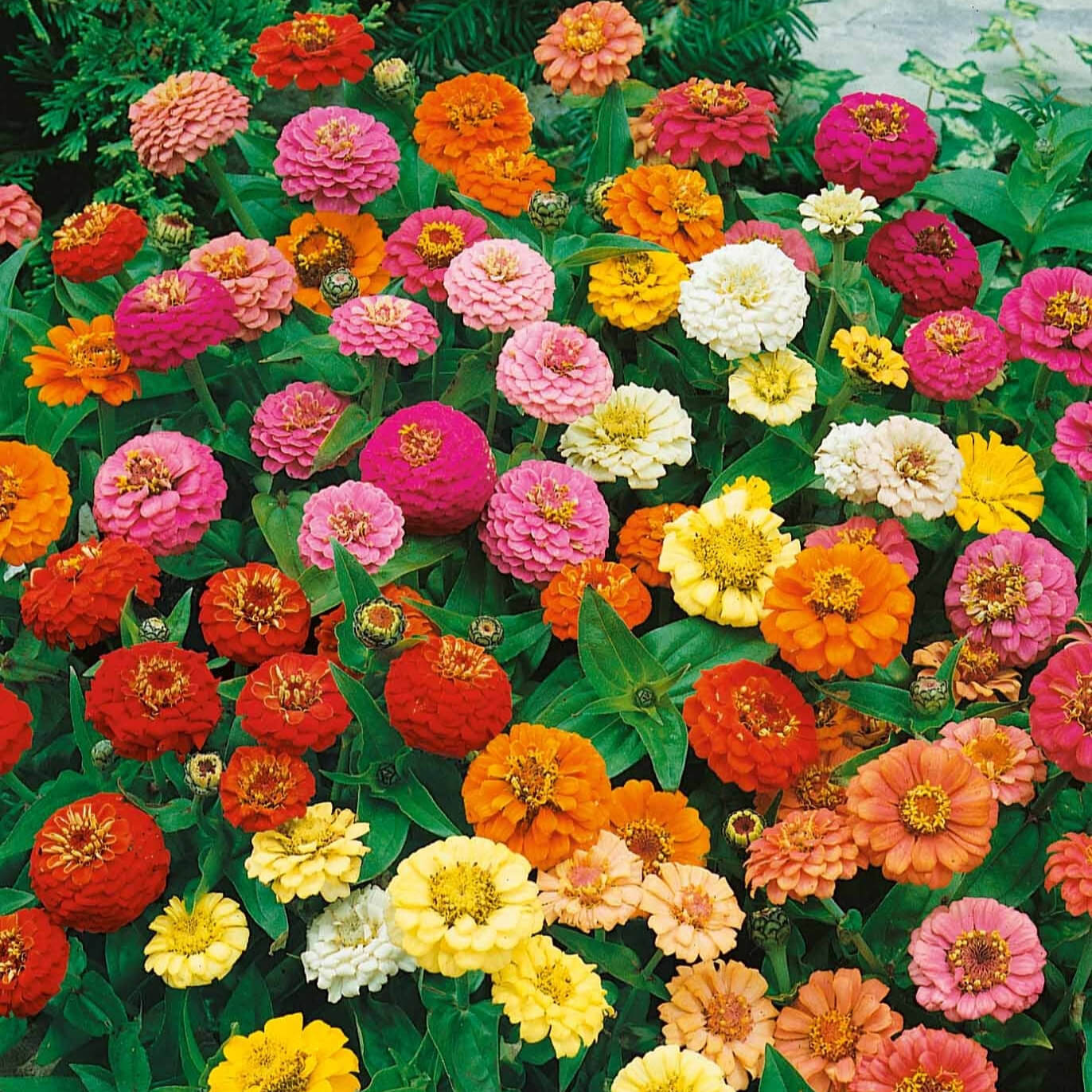 Zinnia (گل زینیا) – Thumbelina Mix 20+ Seeds (SUMMER)