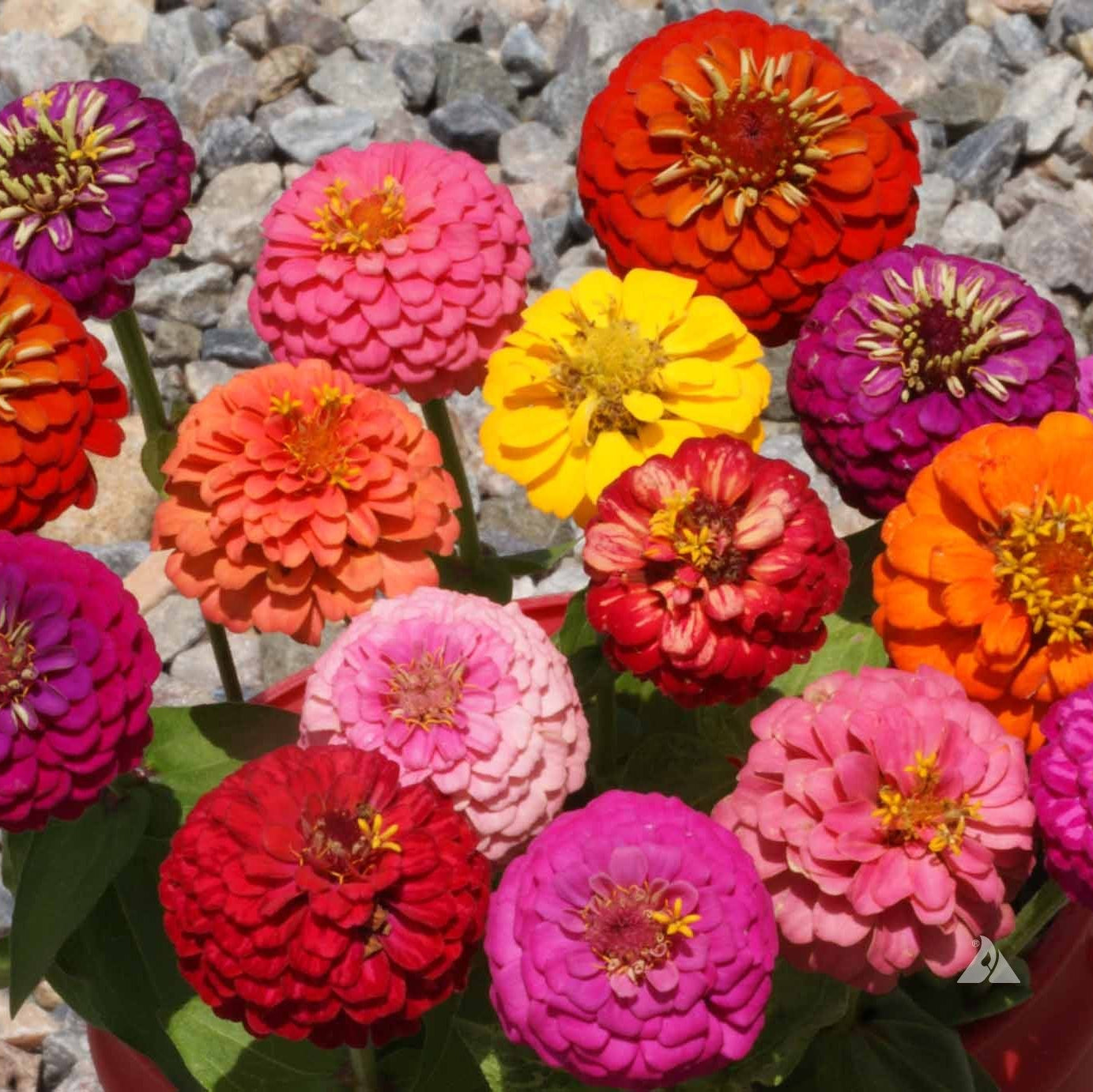 Zinnia (گل زینیا) - Thumbelina Mix - 20+ Seeds