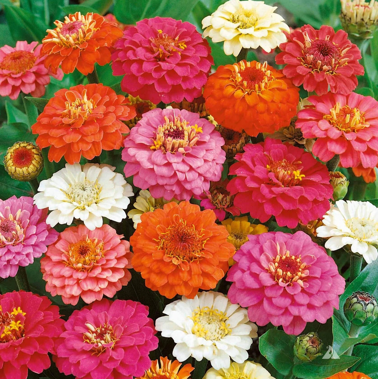 Zinnia (گل زینیا) – Thumbelina Mix 20+ Seeds (SUMMER)