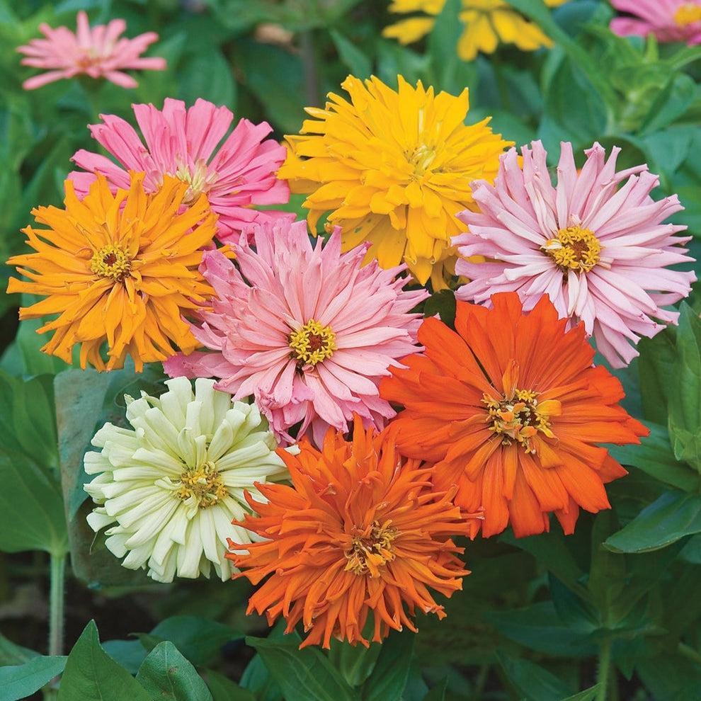 Zinnia (گل زینیا) Elegans – Cactus Mix 20+ Seeds-Moji Mall
