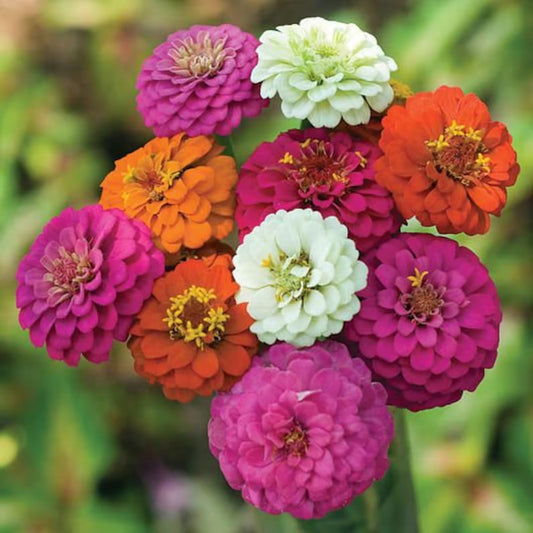 Zinnia (Lillyput Mixed) – 20+ Seeds (SUMMER)