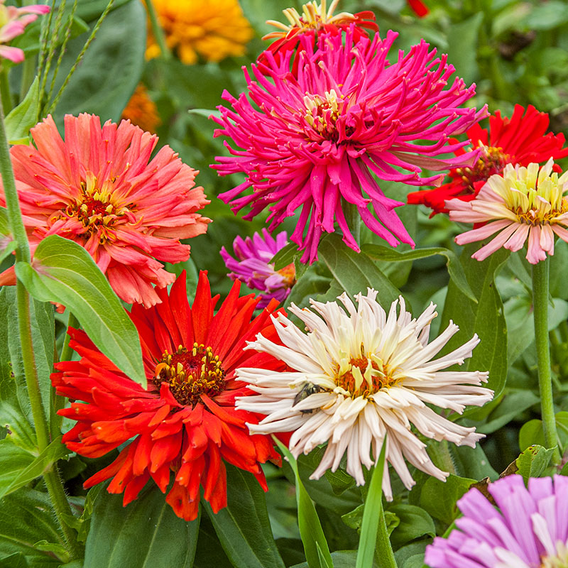 Zinnia (گل زینیا) Elegans - Cactus Mixed - 20+ Seeds