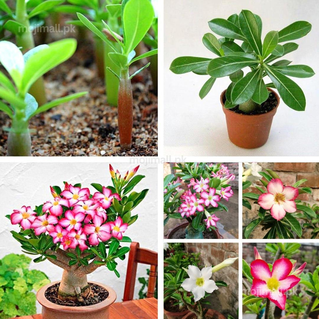 Adenium Mix – 5 Seeds-Moji Mall Pakistan