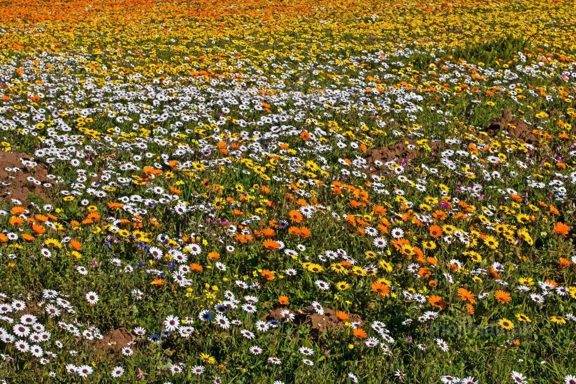 African Daisy Mix – 25+ Seeds-Moji Mall