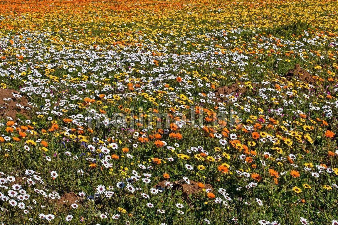 African Daisy Mix – 25+ Seeds-Moji Mall