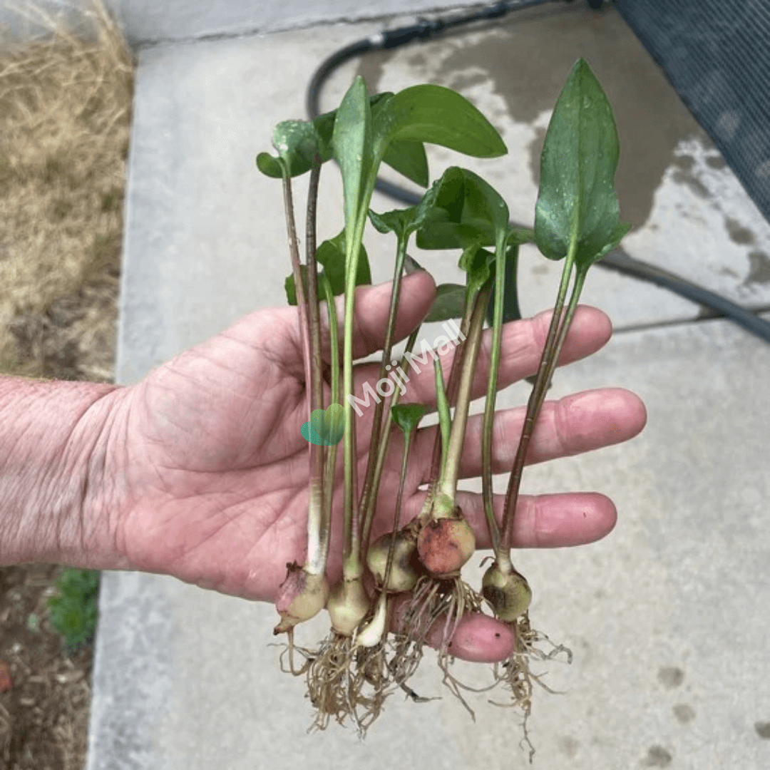 African Hosta Bulbs (SUMMER)