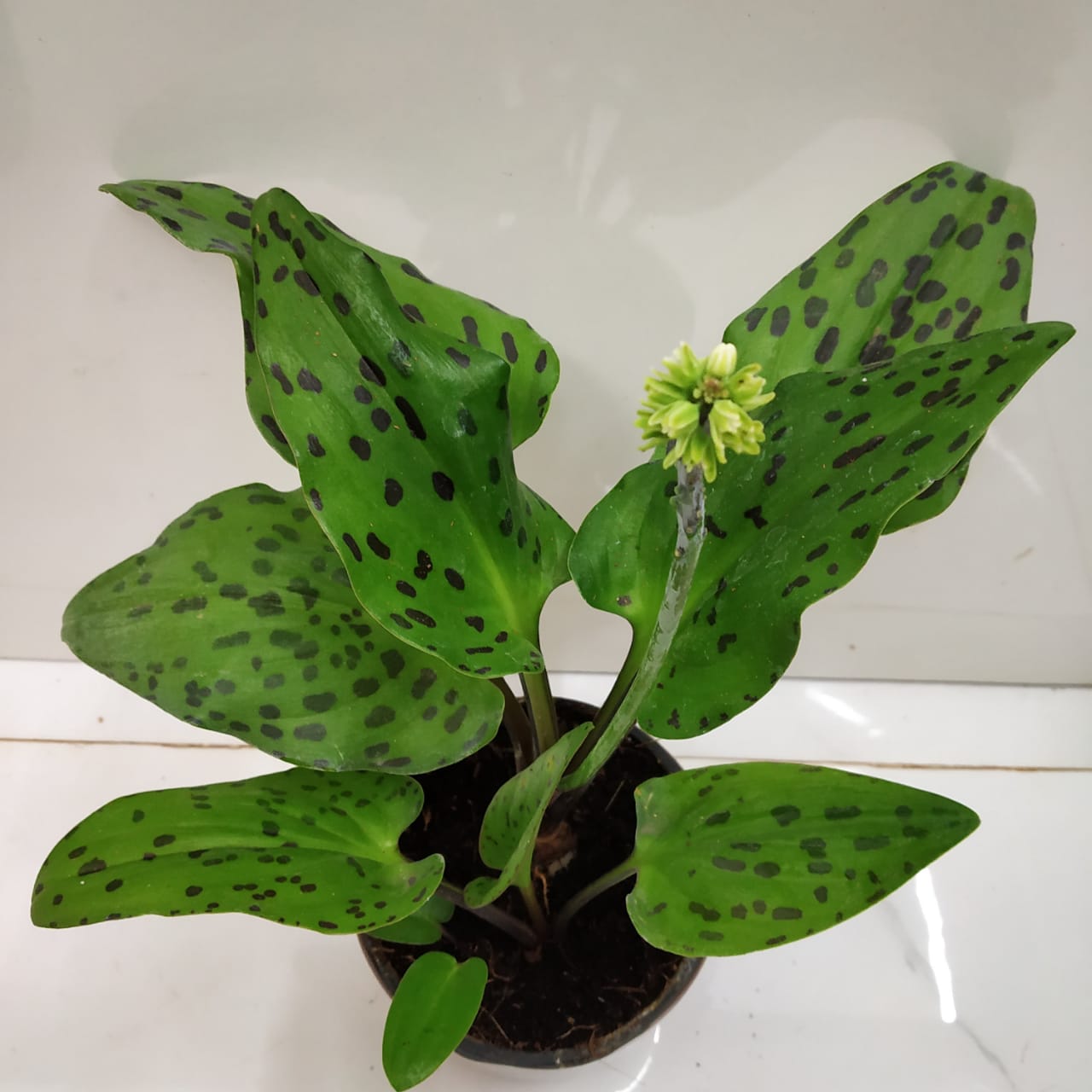 African Hosta - Bulbs