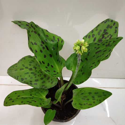 African Hosta Bulbs  (SUMMER)