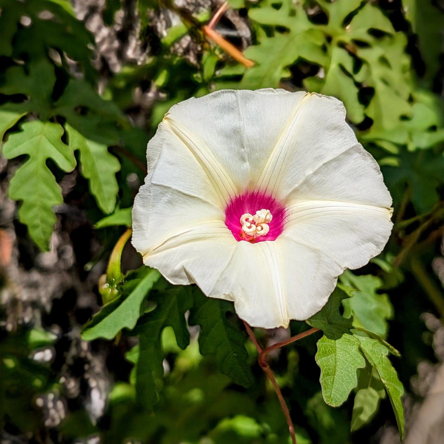 Alamo Vine - 10 Seeds