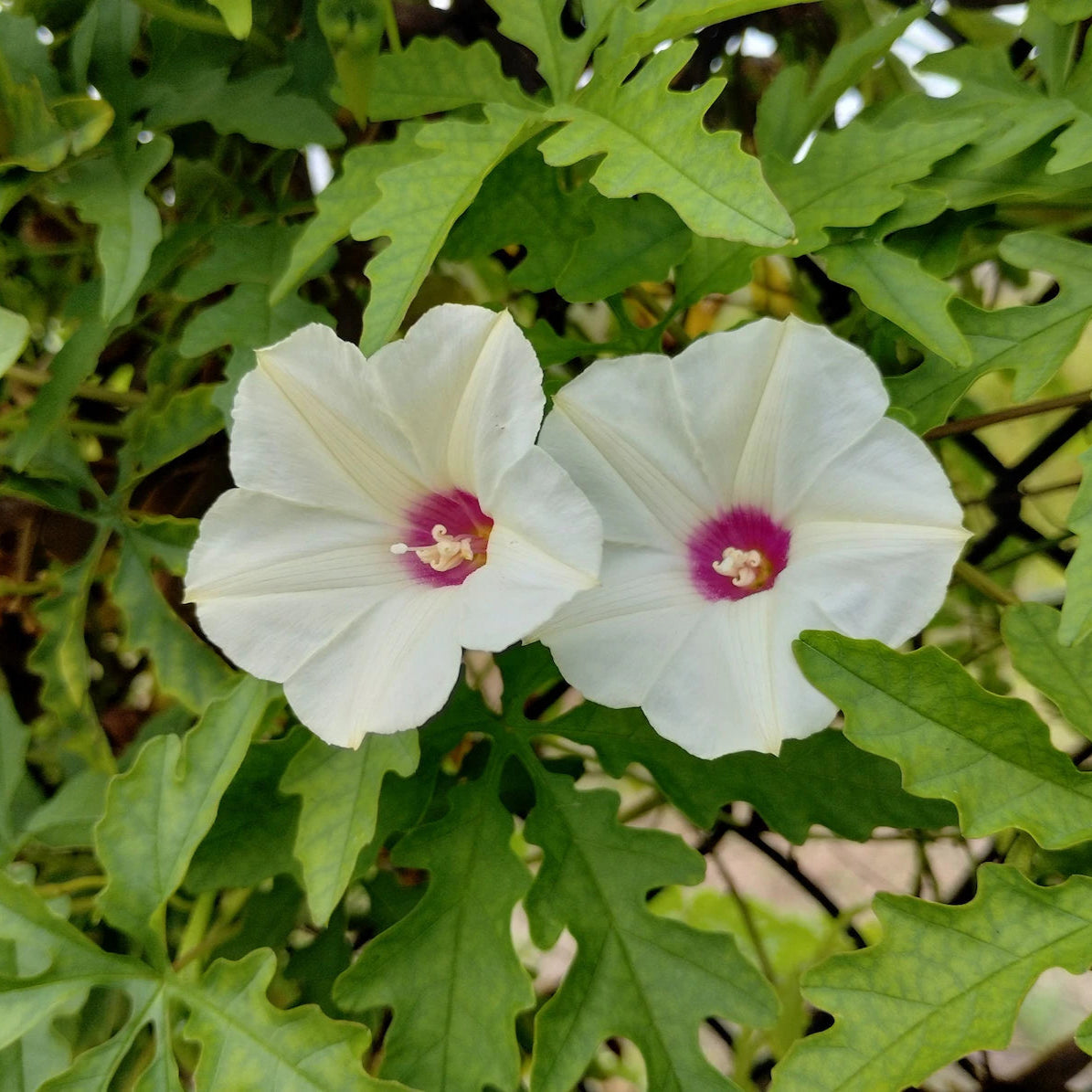 Alamo Vine - 10 Seeds