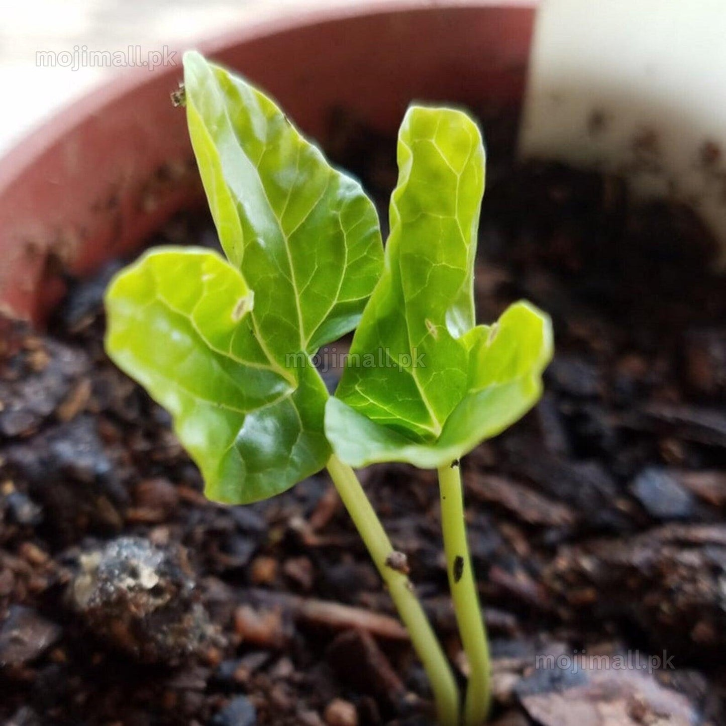 Alamo Vine seedling in pot – Merremia dissecta early growth stage