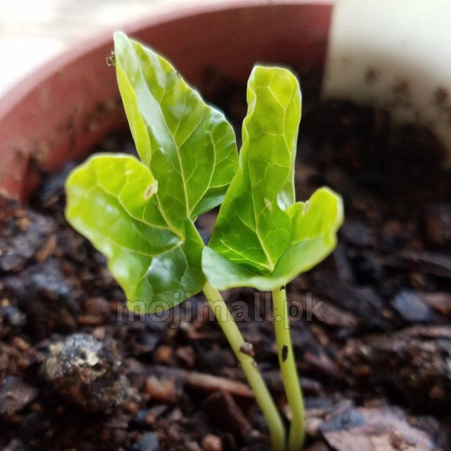 Alamo Vine seedling in pot – Merremia dissecta early growth stage