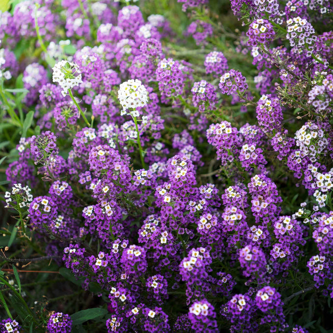 Alyssum Violet growing in a round balcony pot — compact and full of tiny purple blooms