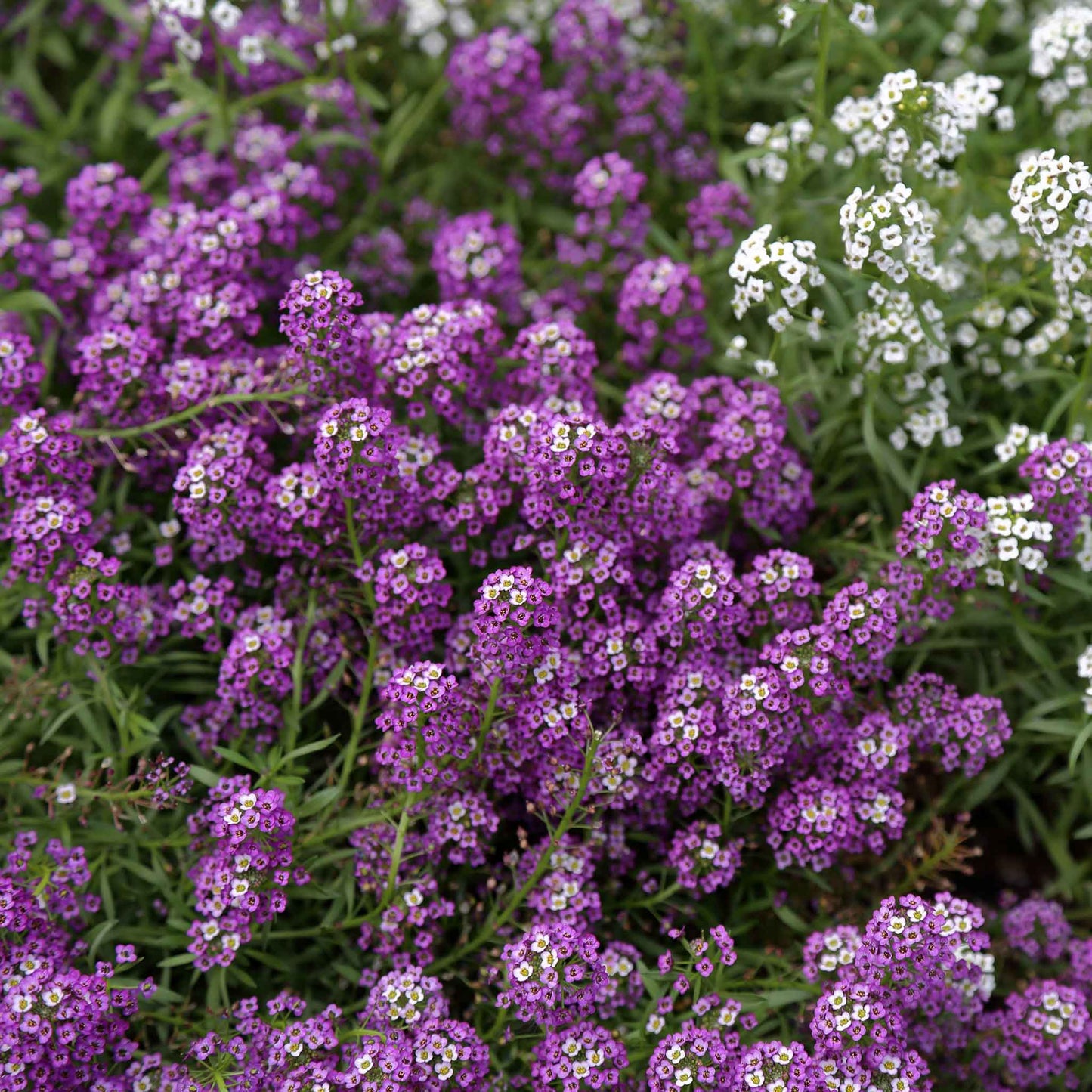 Fragrant clusters of violet alyssum flowers blooming low along a garden edge