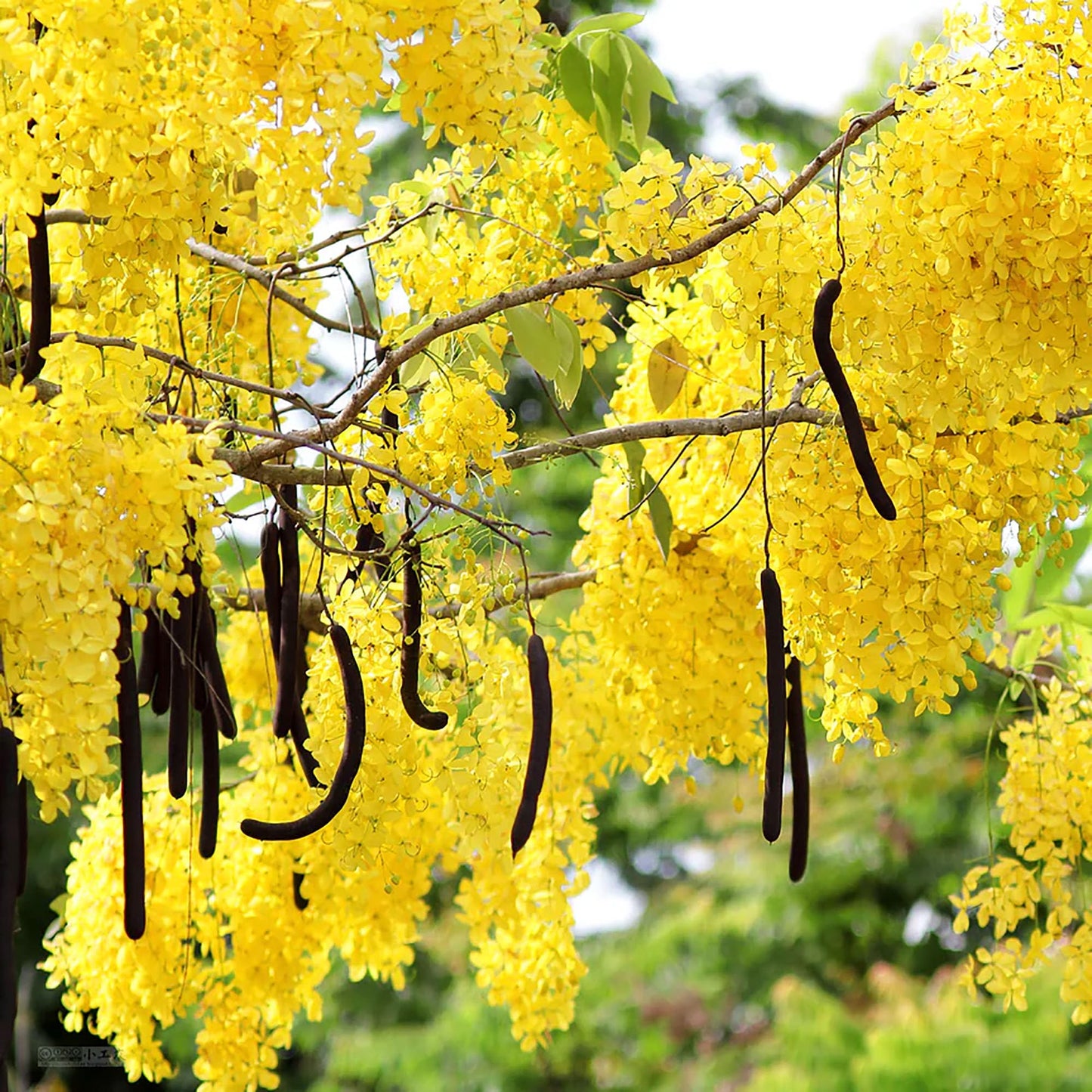 Amaltas (املتاس) 20+ Seeds