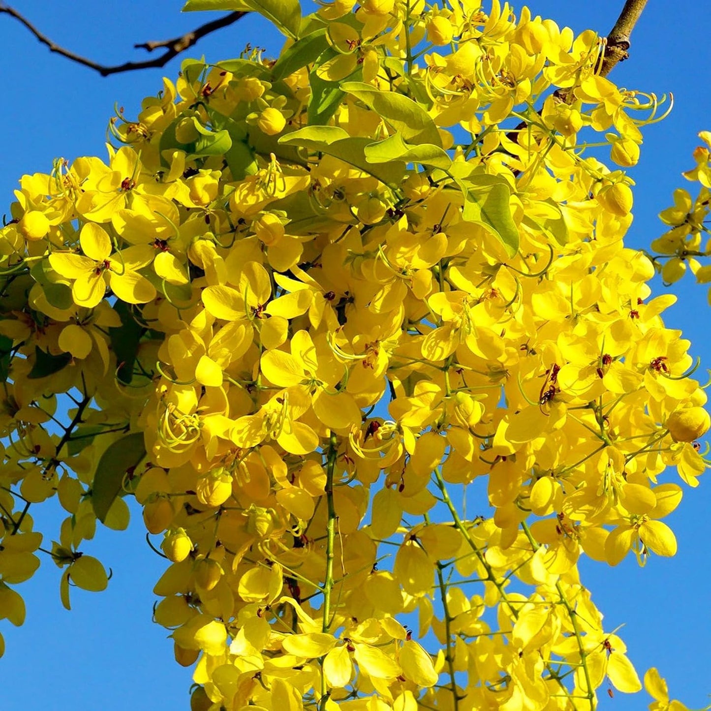 Amaltas (املتاس) 20+ Seeds