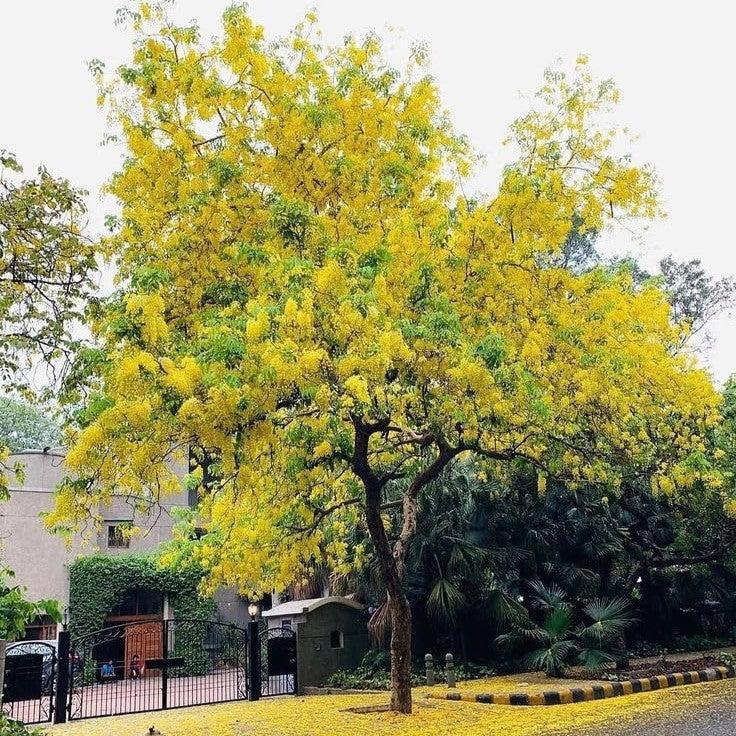 Amaltas (املتاس) – 30+ Tree Seeds-Moji Mall