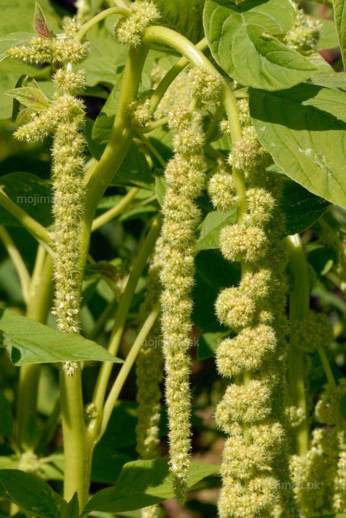 Amaranthus (Viridis) – 150+ Seeds-Moji Mall Pakistan
