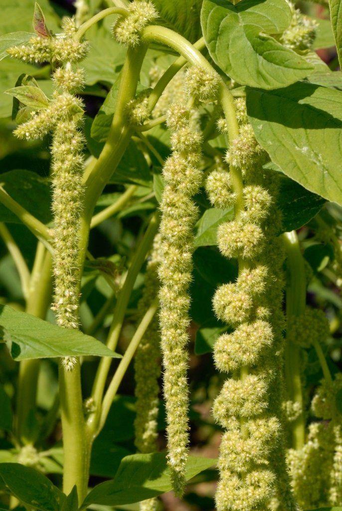 Amaranthus (Viridis) – 150+ Seeds-Moji Mall Pakistan