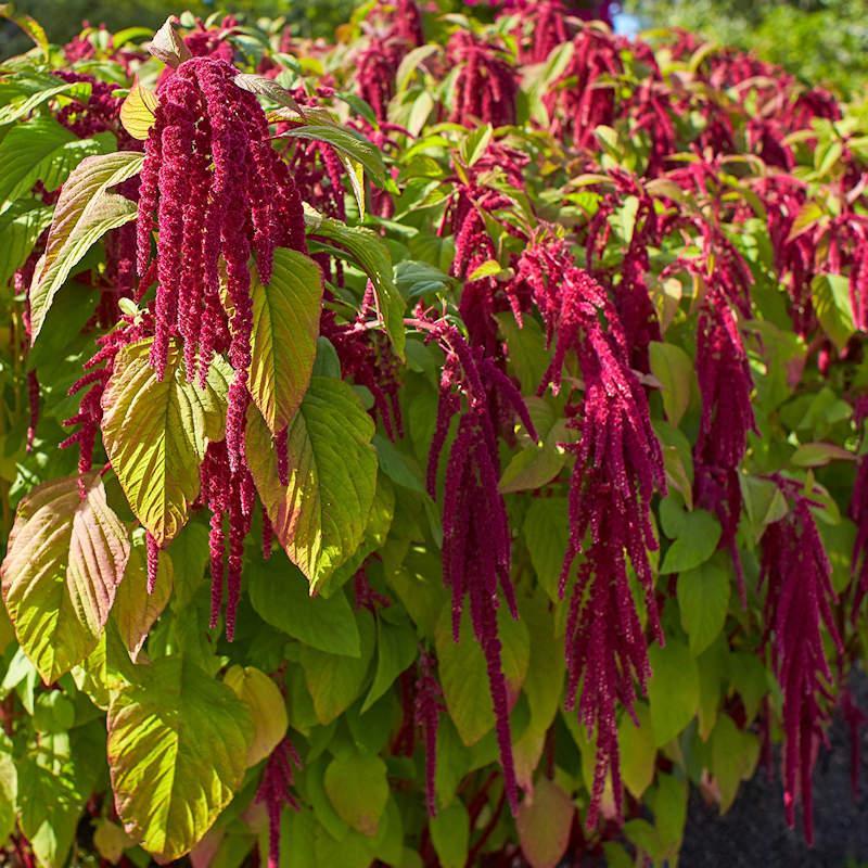 Amaranthus caudatus (Love Lies bleeding) – 150+ Seeds-Moji Mall