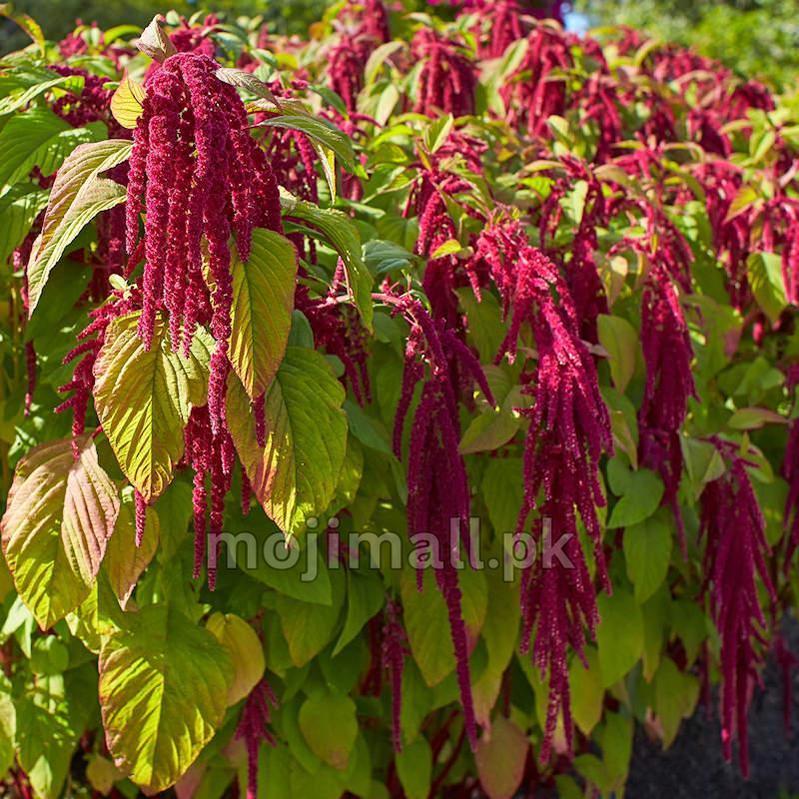 A dense stand of Amaranthus caudatus with trailing red tassels, pictured on Moji Mall’s amaranthus seeds listing for Pakistan