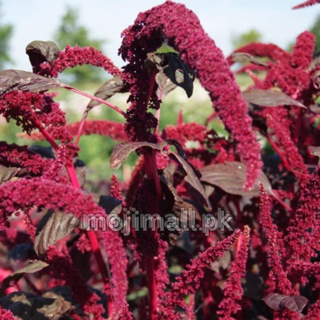 Moji Mall’s amaranth seed listing in Pakistan shows dark red leaves and drooping crimson flower plumes