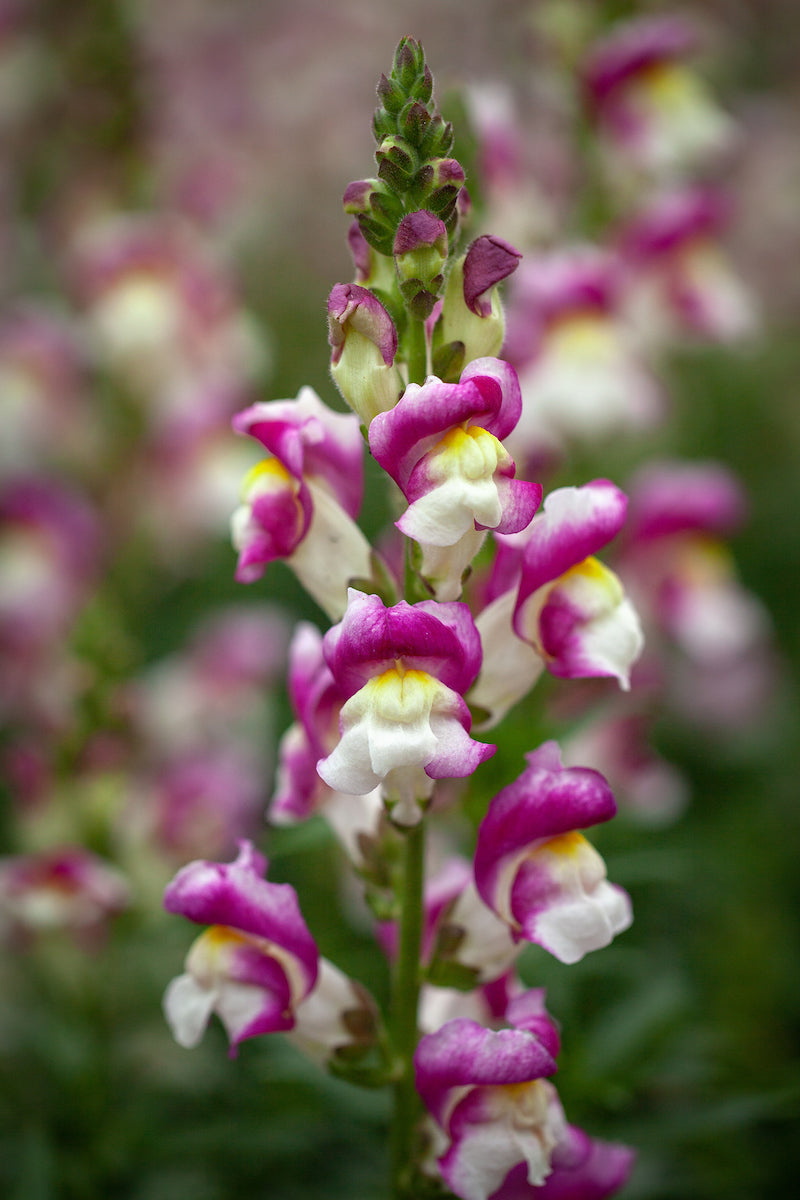 Close-up of antirrhinum majus pink and white flowers with a blurred background