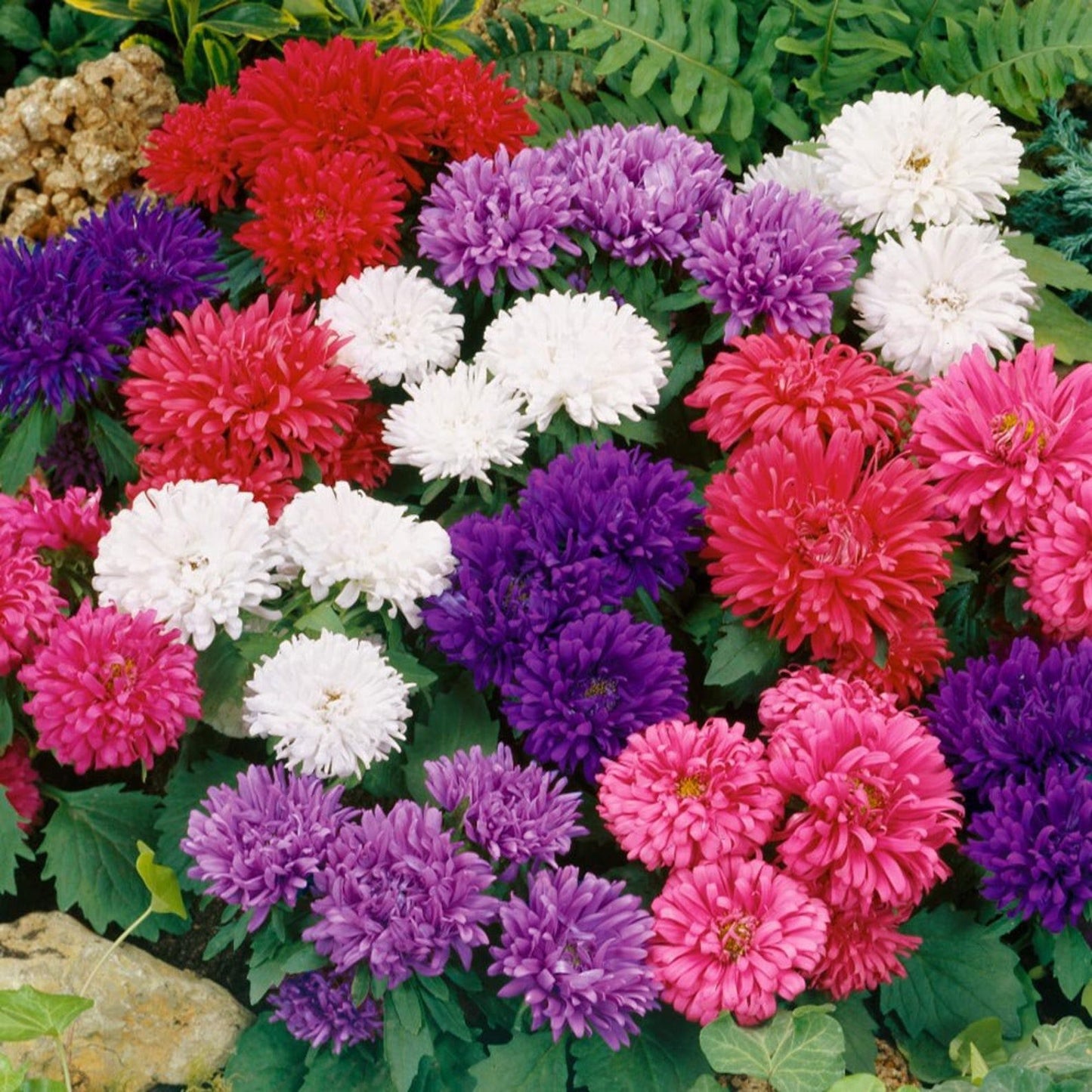 Aster Giant Mixed - Seeds (WINTER)