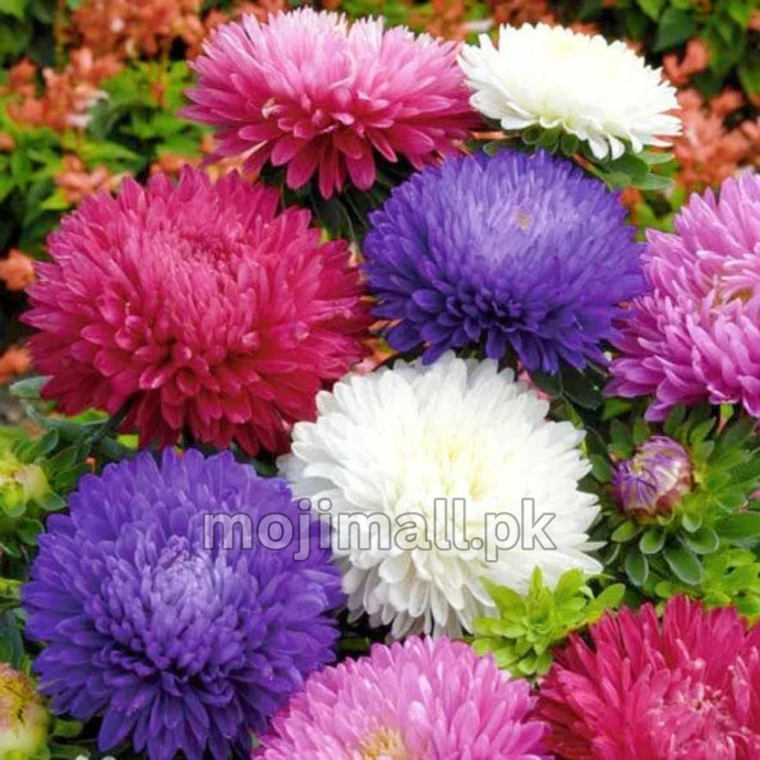 Giant Aster mixed seeds pack for winter blooms in bold colors – perfect for pots or beds by moji mall