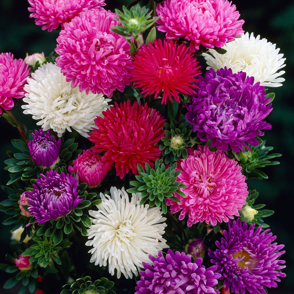 Aster Giant Mixed - Seeds (WINTER)