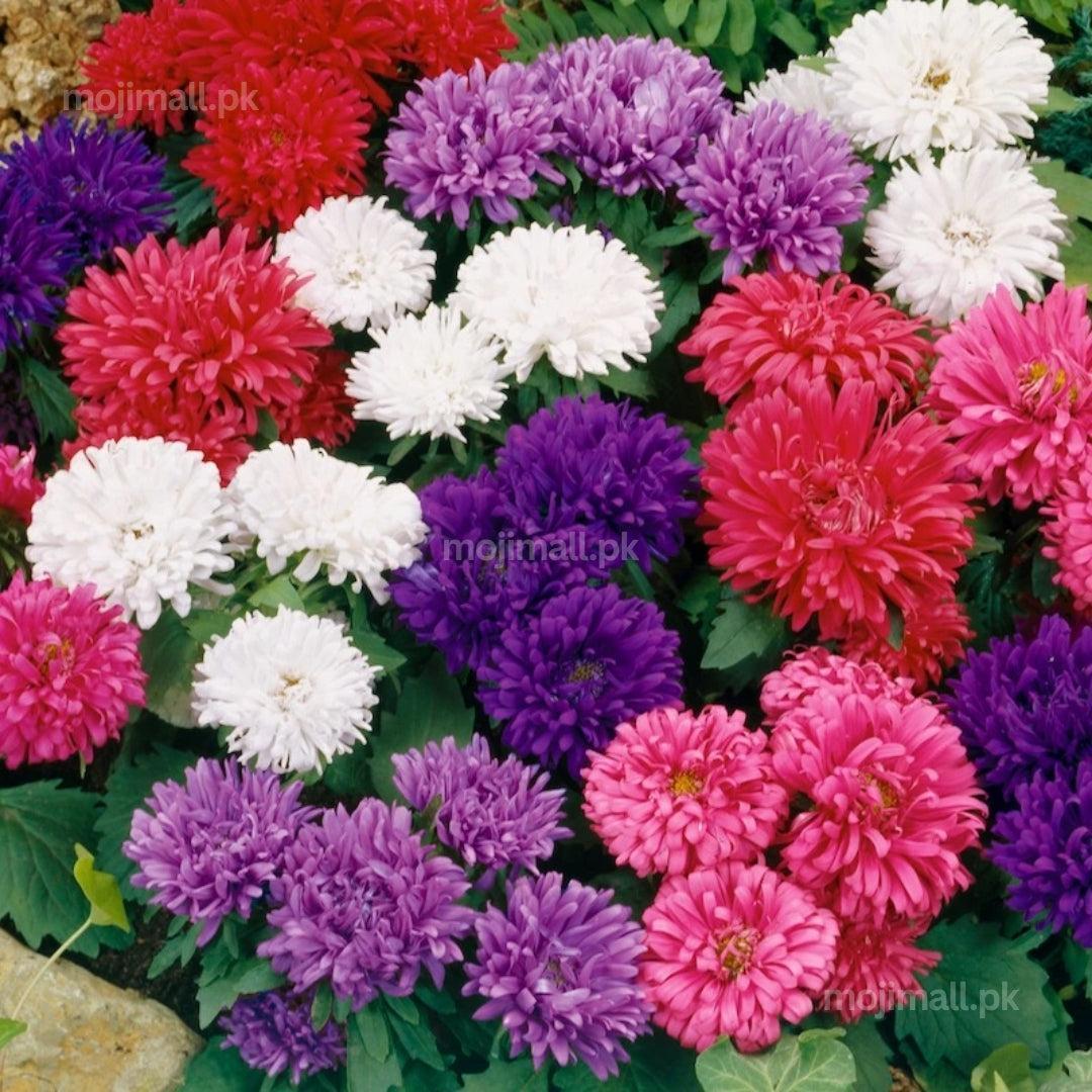 Aster Milady Dwarf Mix – 30+ Seeds (WINTER)-Moji Mall Pakistan