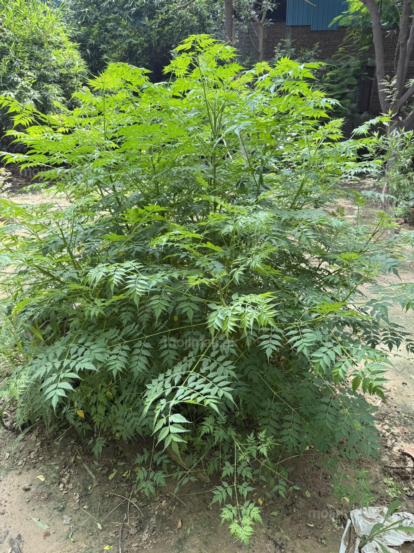 Bakain (بکائن) – 20+ Tree Seeds-Moji Mall Pakistan