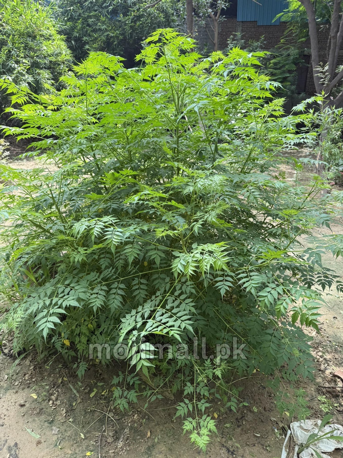 Bakain (بکائن) – 20+ Tree Seeds-Moji Mall Pakistan