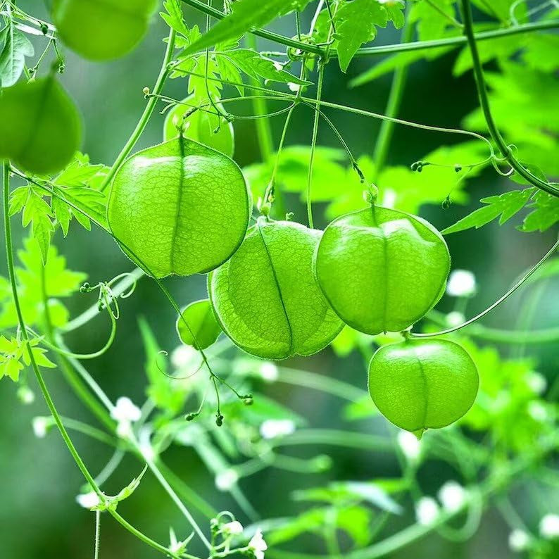Balloon Vine - 10 Seeds