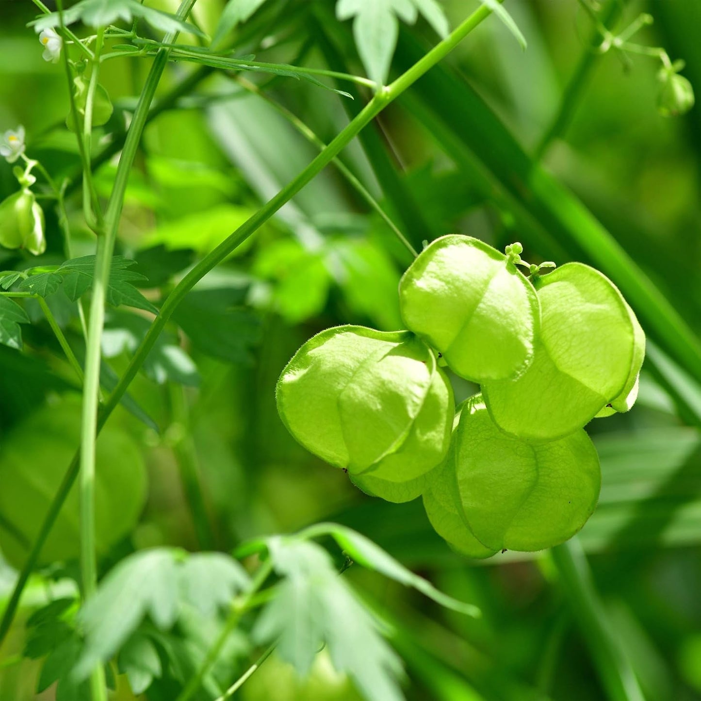 Balloon Vine - 10 Seeds
