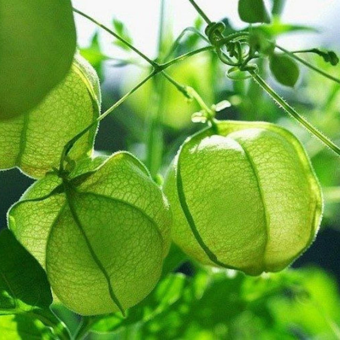 Balloon Vine - 10 Seeds