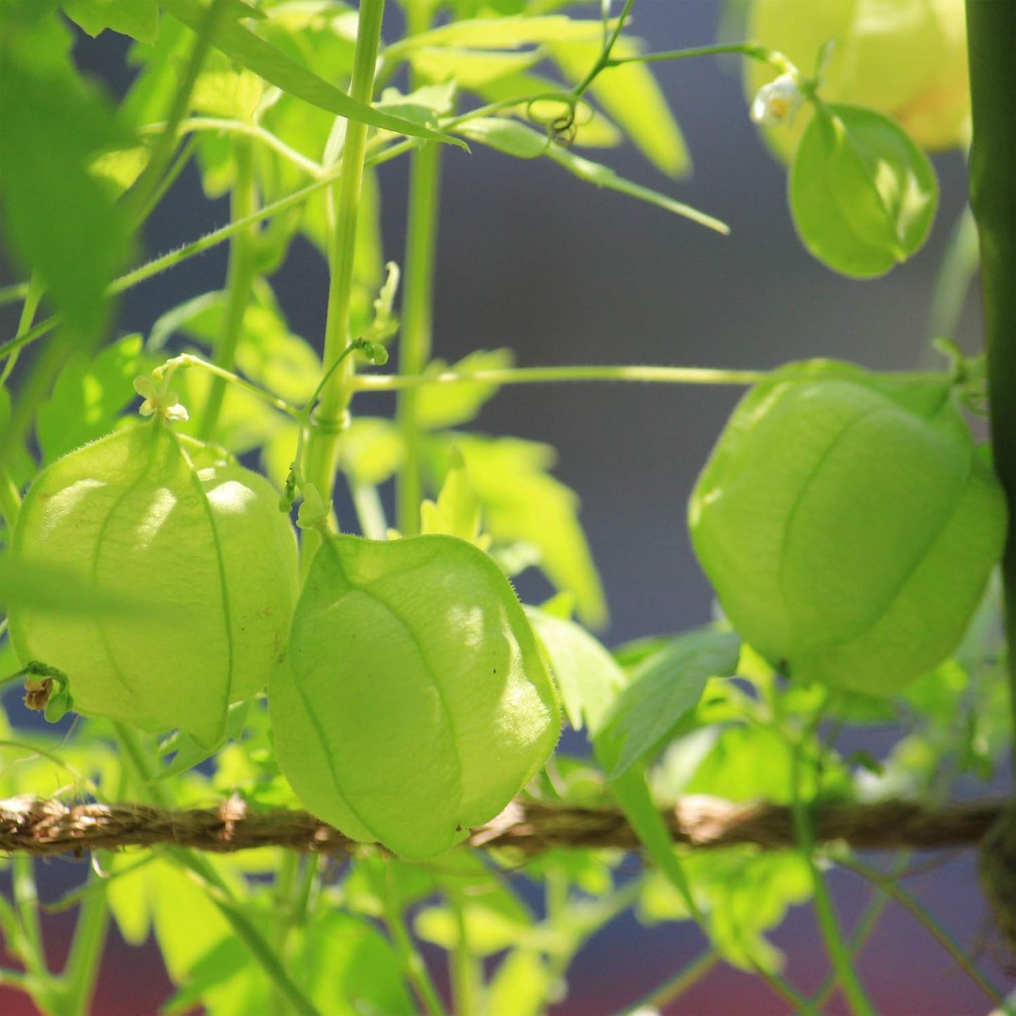 Balloon Vine - 10 Seeds