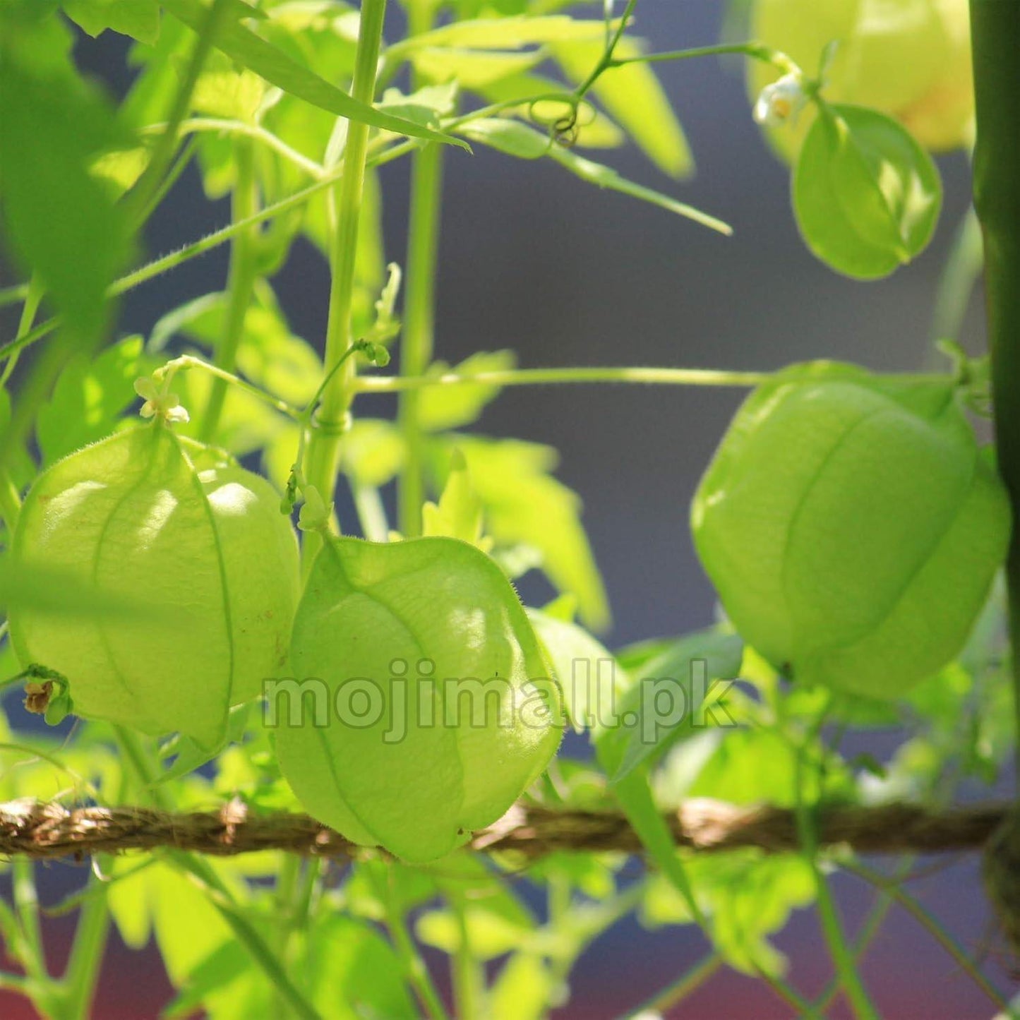 Balloon Vine – 10 Seeds-Moji Mall
