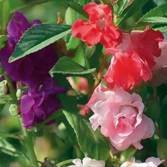 Balsam Bush (Double Mix) – 35+ Seeds-Moji Mall