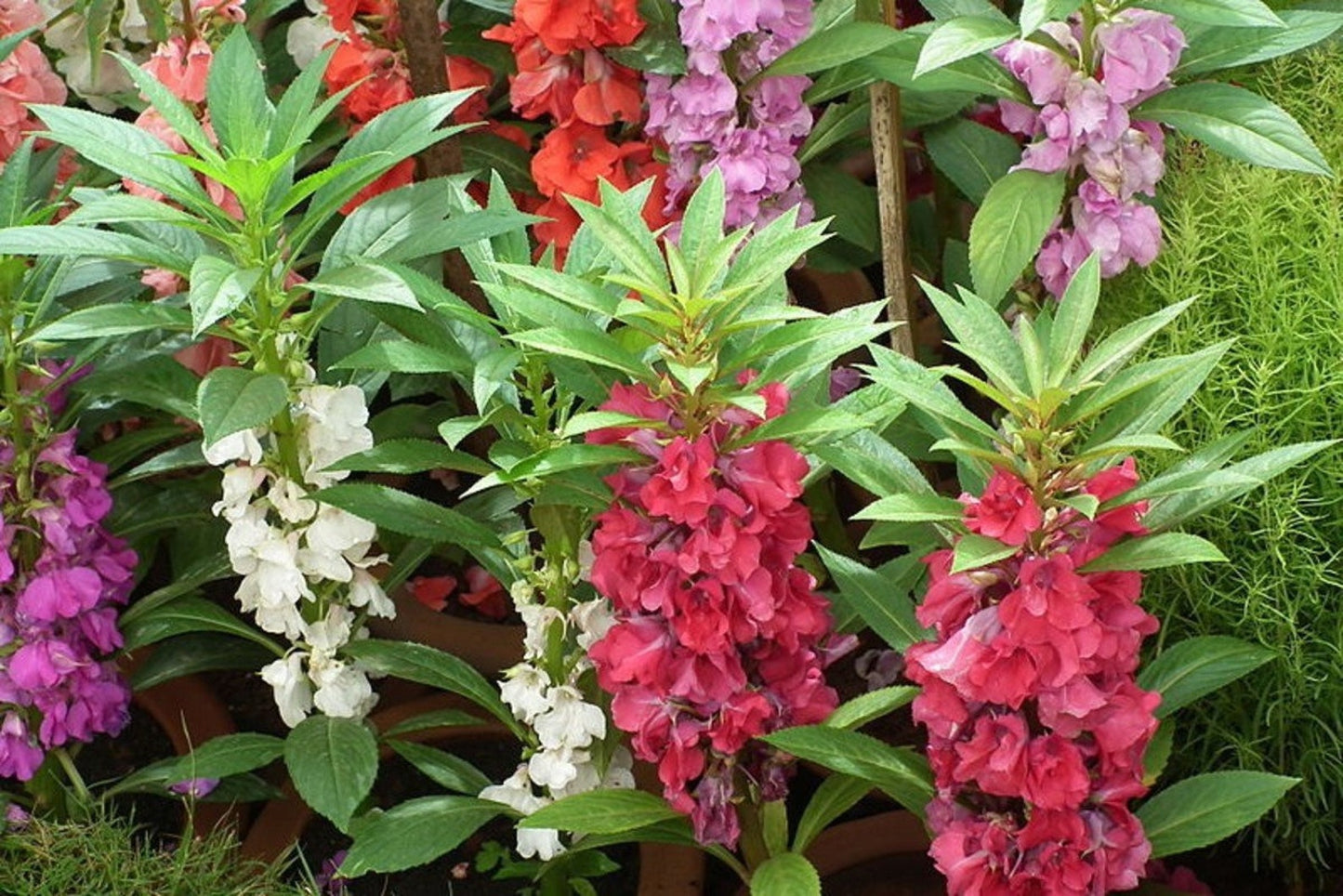 Balsam (Bush Mixed) 35+ Seeds