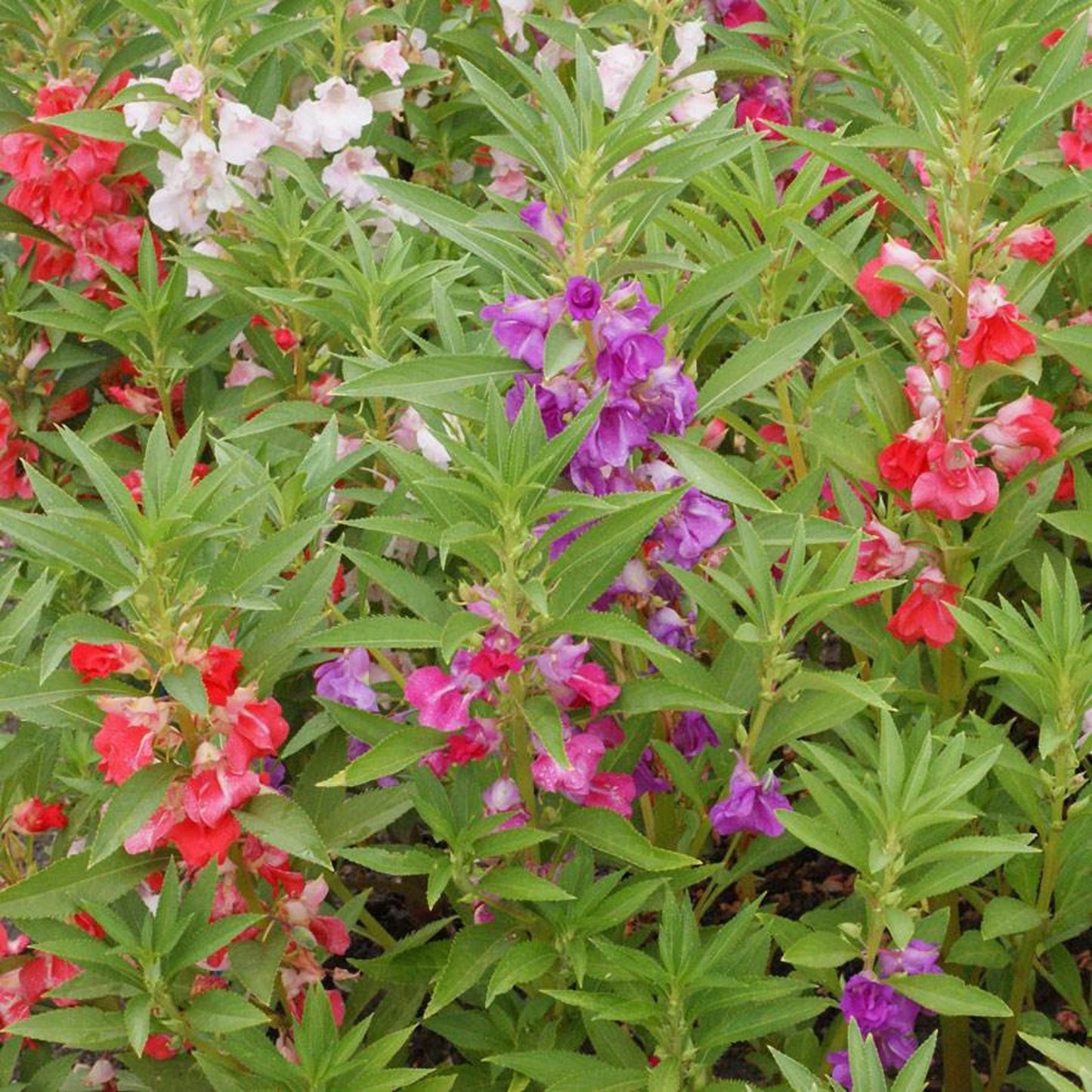 Balsam (Bush Mixed) 35+ Seeds