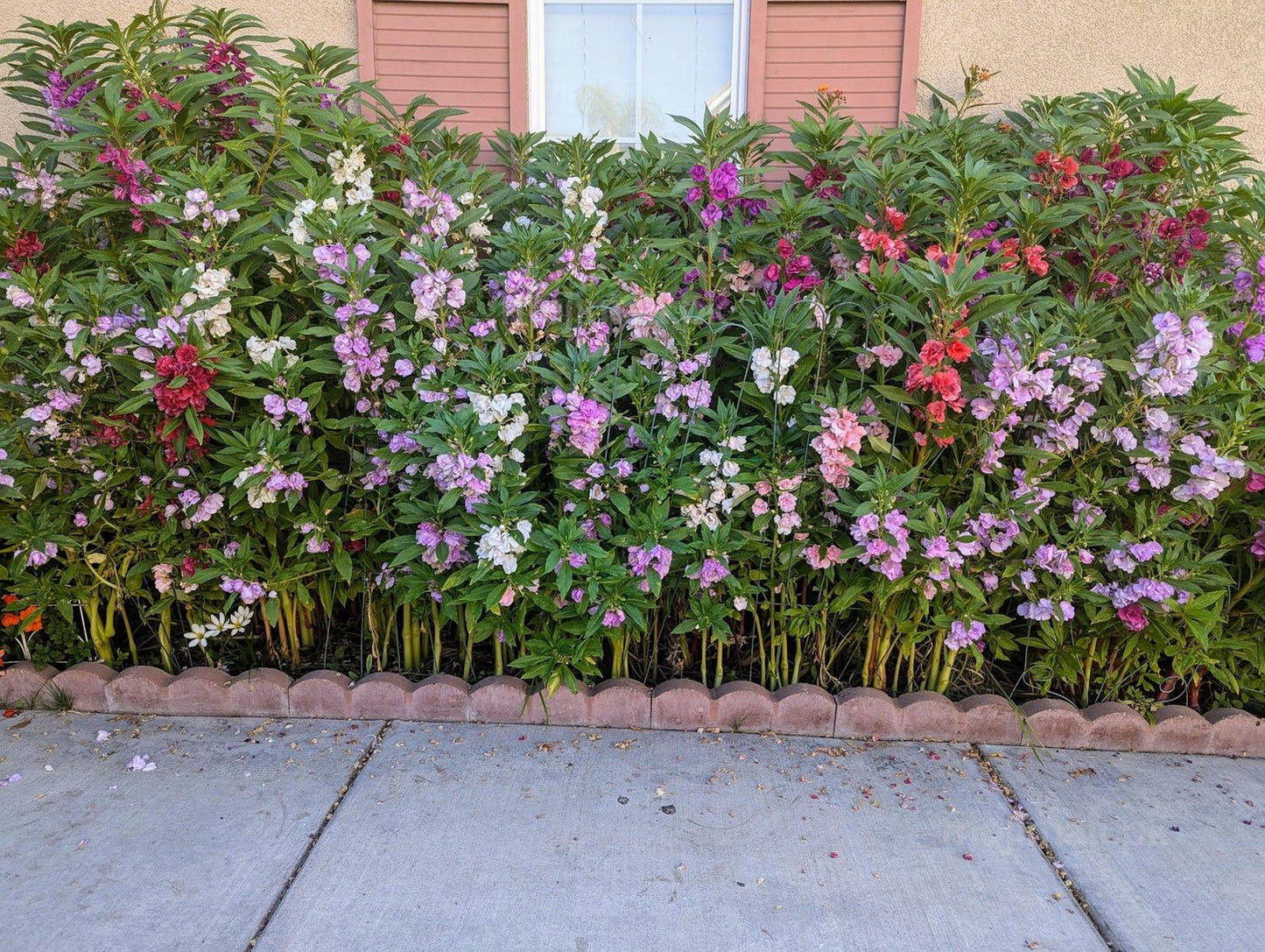 Balsam Bush plants growing in garden bed with colorful blooms
