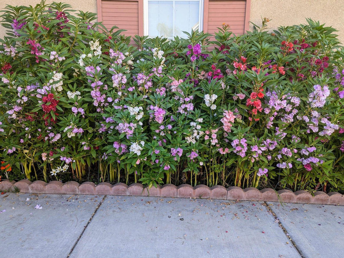 Balsam Bush plants growing in garden bed with colorful blooms