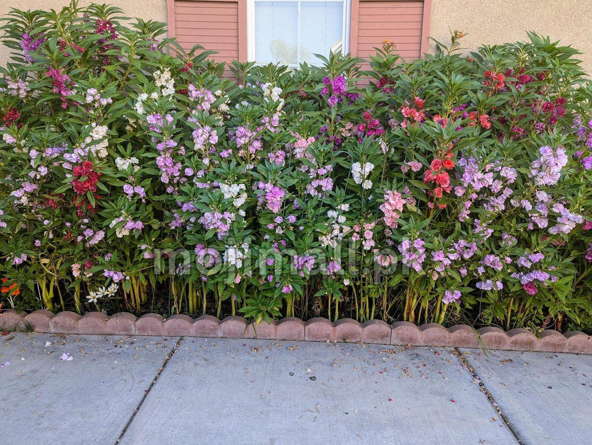 Balsam Bush plants growing in garden bed with colorful blooms