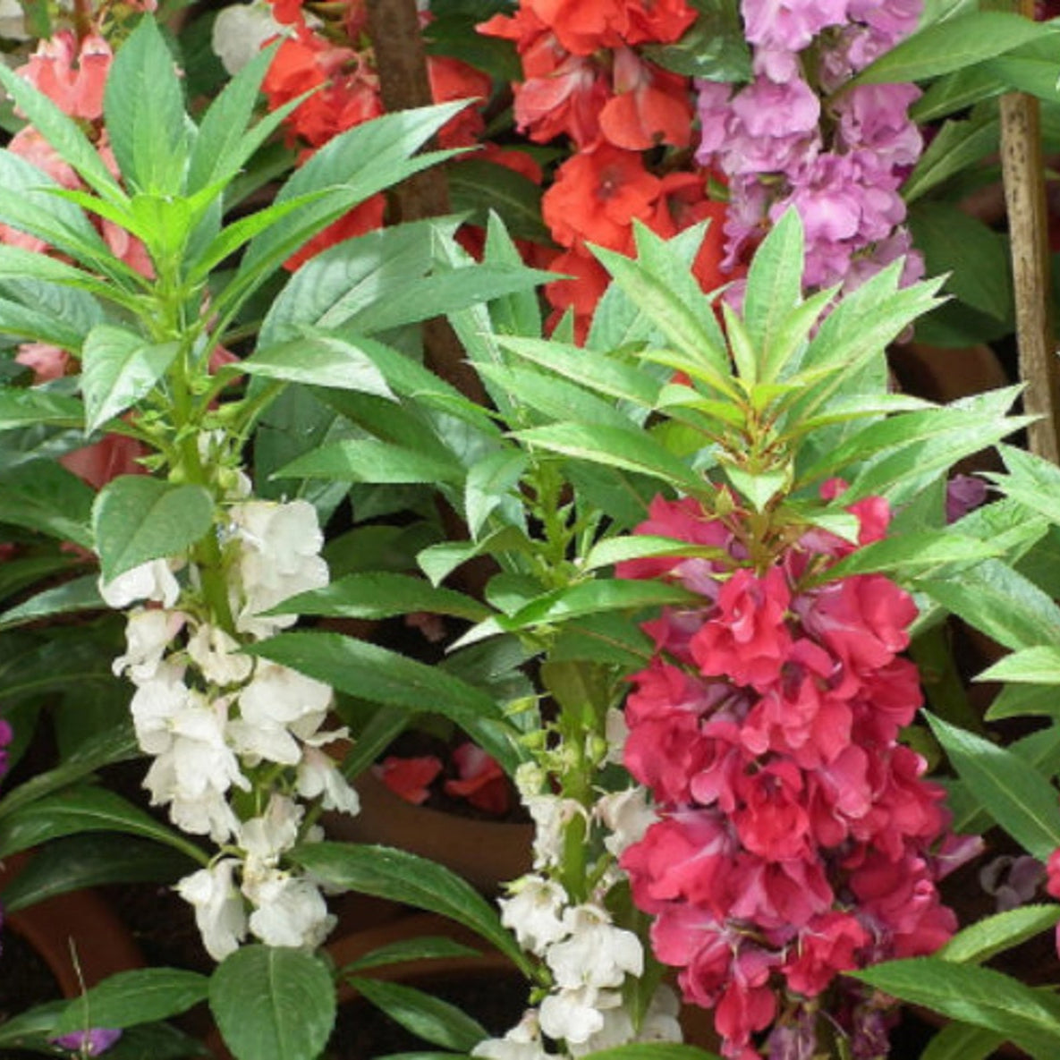 Balsam (Bush Mixed) 35+ Seeds