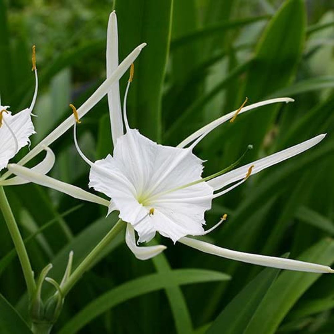 Close-up of star-shaped white Beach Spider Lily petals
