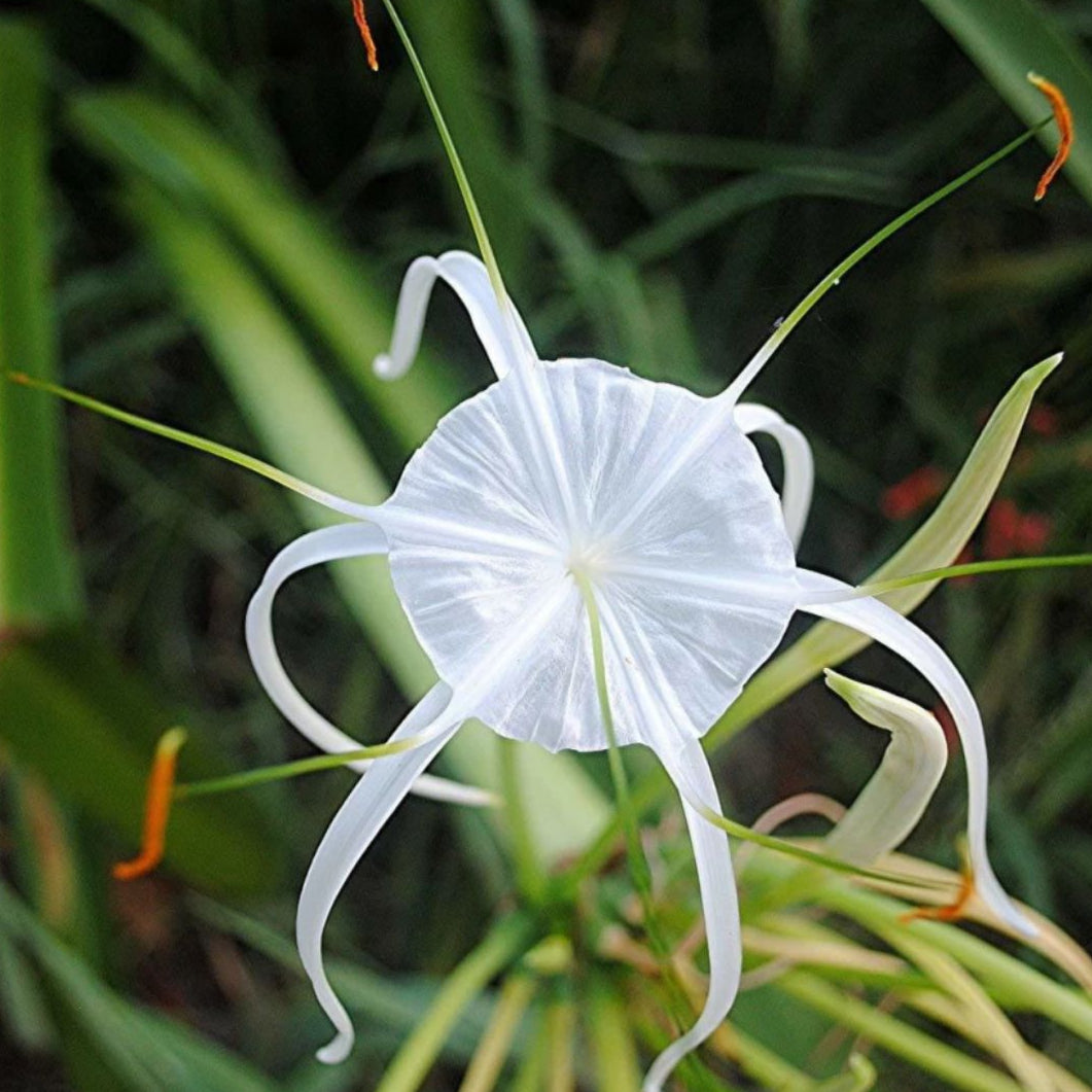 Beach Spider Lily in full bloom during summer, growing in a container with moist soil.