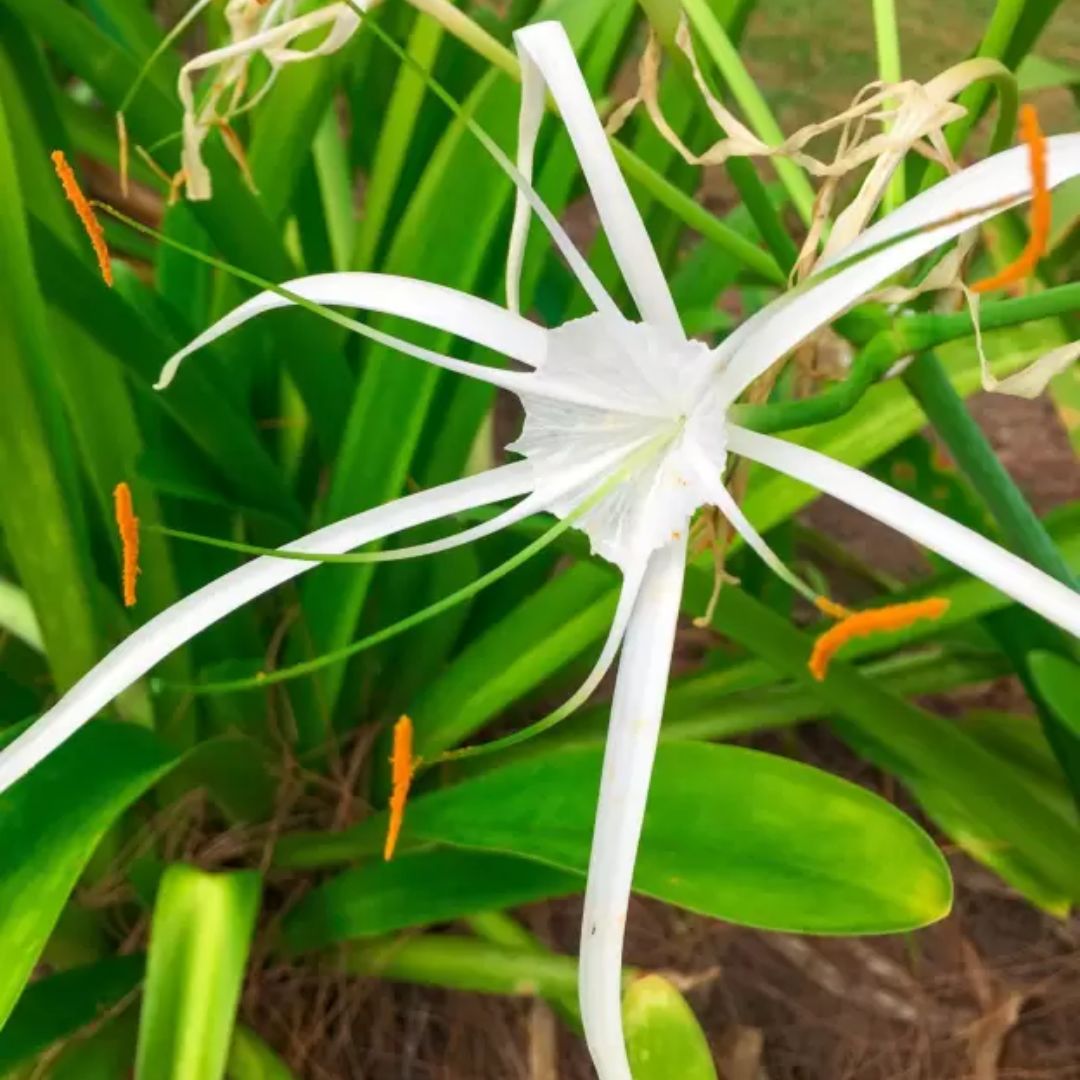 White flowering lily bulb surrounded by lush green foliage